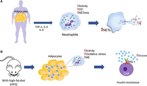 Frontiers Neutrophil Extracellular Traps And Its Implications In