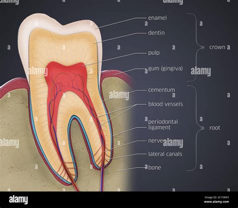 Sección Transversal Del Diente Molar Fotografías E Imágenes De Alta