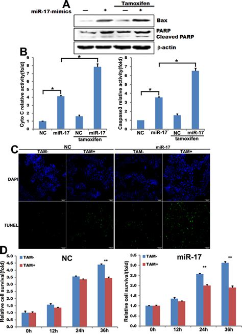 Stat3 Is Required For Mir 17 5p Mediated Sensitization To Chemotherapy