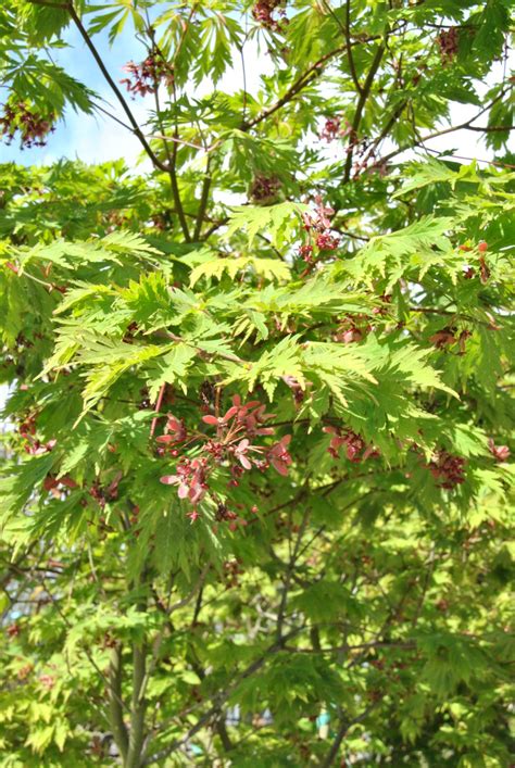 Acer Japonicum Aconitifolium Acer Japonicum Aconitifolium Van