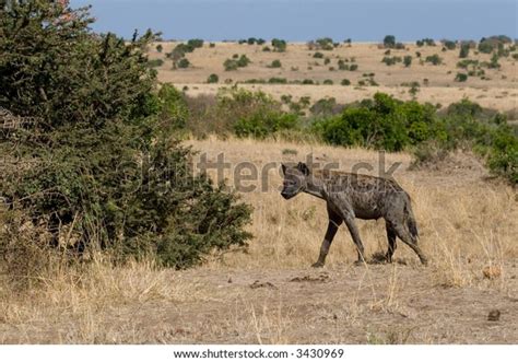 Spotted Hyena Crocuta Crocuta Walking Through Stock Photo