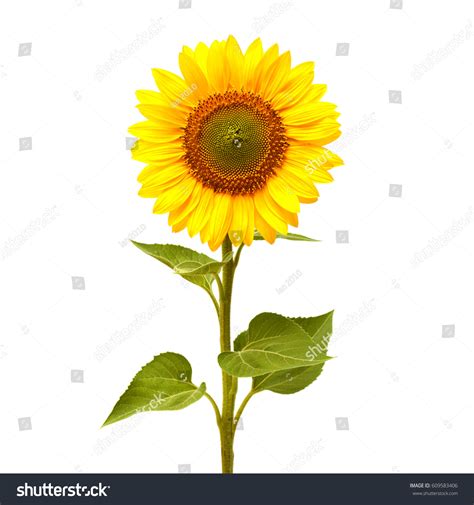 Sunflower Isolated On White Background Flat Stock Photo 609583406 ...