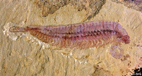 A 520 Million Year Old Five Eyed Fossil Reveals Arthropod Origin