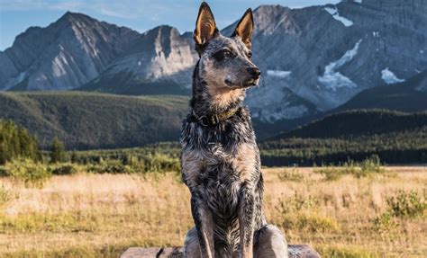 The Ultimate Blue Heeler Growth Chart With All The Adorable Stages