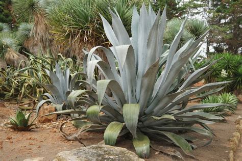 Agave Americana Suculentas Cacto Jardim De Plantas Suculentas