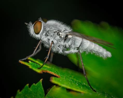 close  photo  fly  stock photo