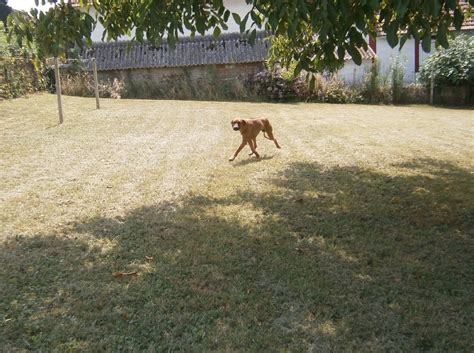 Chiot Elevage Des Sables Du Nord Eleveur De Chiens Chien De