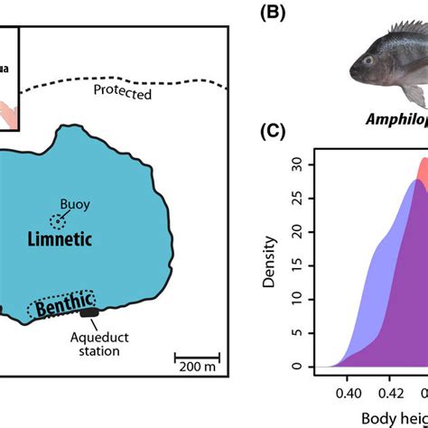 A Evolution Of Sex Determining Systems In Geckos Colored Circles At