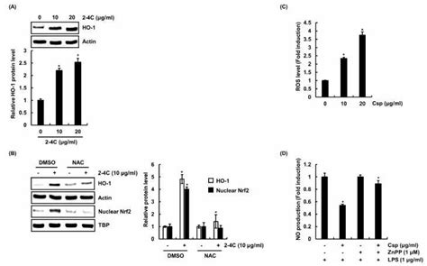 Effect Of C Sphaerocarpa Eo C On A Ho Expression In Raw