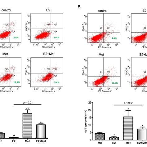 Schematic Representation Of Metformin Roles In 17β Estradiol Induced Download Scientific