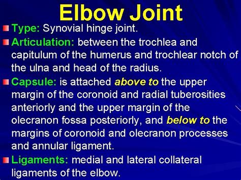 Elbow Joint Type Synovial hinge joint Articulation between