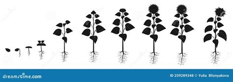 Sunflower Life Cycle In Agriculture Plant Growth Stages Silhouette