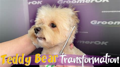How We Groom Our Curly Haired Maltipoo | Step-by-Step Maltipoo Haircut ...