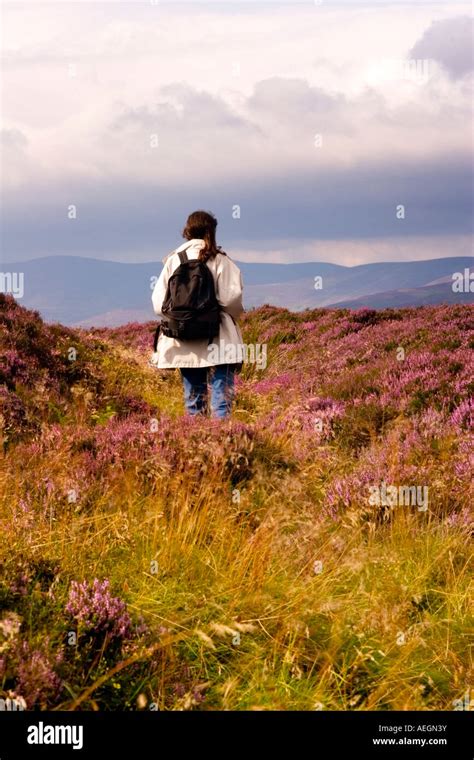 Heather Scotland Hi Res Stock Photography And Images Alamy