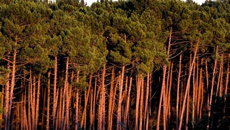 La For T Des Landes De Gascogne Perd Du Terrain Ici