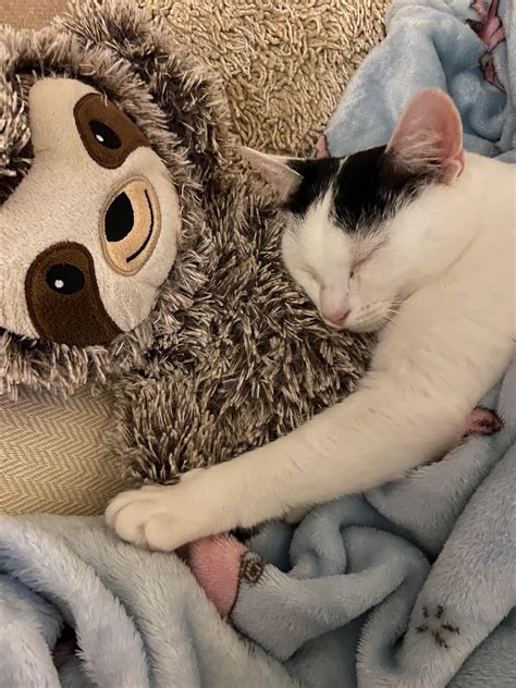 My Cat Cuddling A Sloth Hot Water Bottle R PetsareAmazing