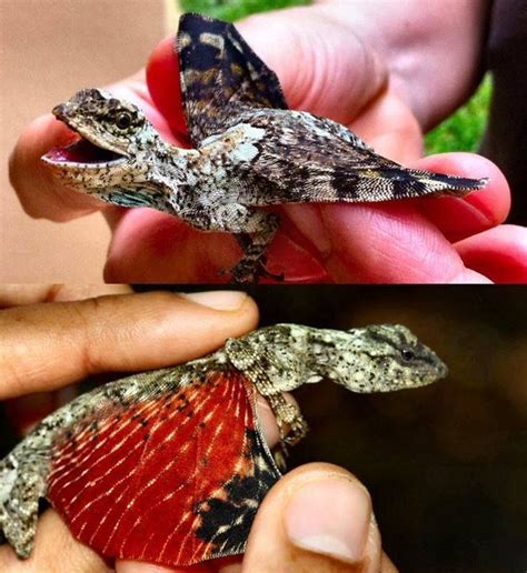 Common Gliding Lizard Draco Sumatranus A Lizard With Elongated Ribs