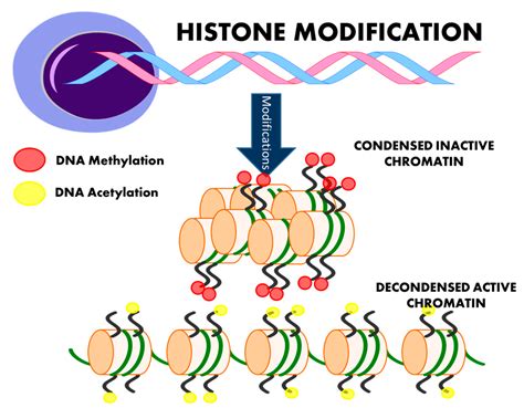 Ijms Free Full Text Epigenetic Modifications In Essential Hypertension