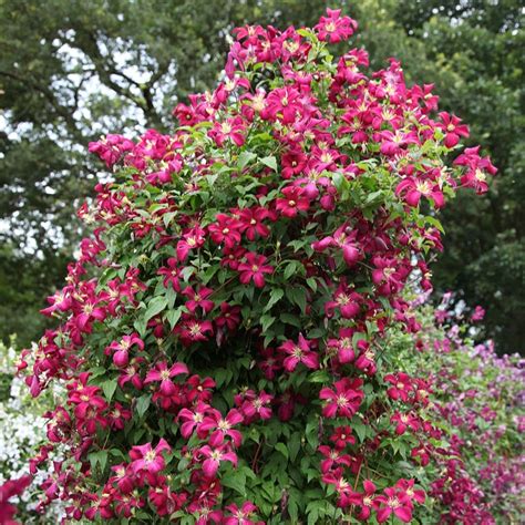 Buy Clematis Group 3 Clematis Madame Julia Correvon Delivery By