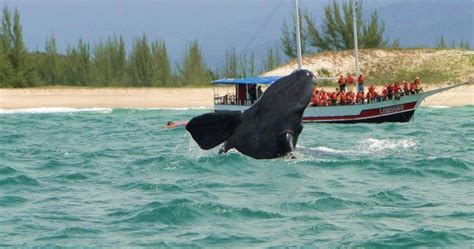 Whale watching turismo de observação de baleias na praia do rosa