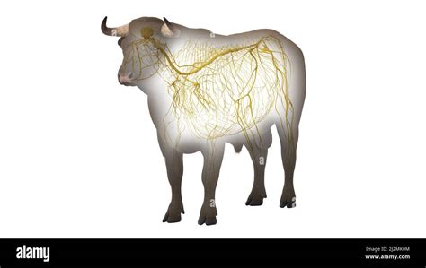 Cattle Nervous System Illustration Stock Photo Alamy