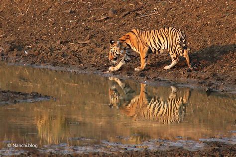 Tadoba Andhari Tiger Reserve Tales – Day 2 – Evening Safari – Nanchi.blog