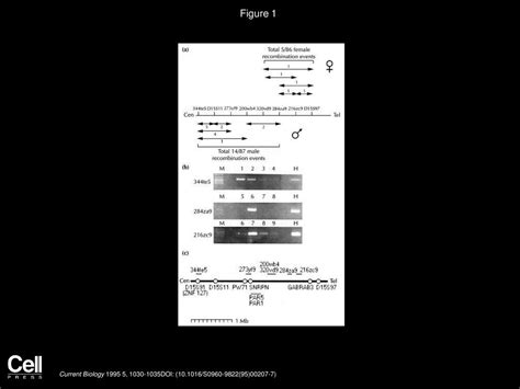 Imprinted Chromosomal Regions Of The Human Genome Display Sex Specific