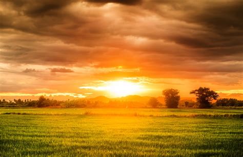 Hermoso Campo De Arroz Al Atardecer Foto Premium