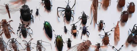 Identifier Les Petits Insectes Noirs Dans La Maison