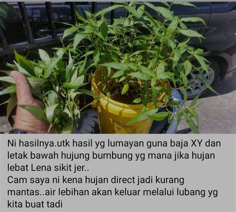 Cara Mudah Tanam Daun Kesum Dalam Seminggu Daun Dah Naik Tinggi