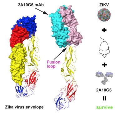 Discovery Program For Zika Virus Targets Creative Biostructure