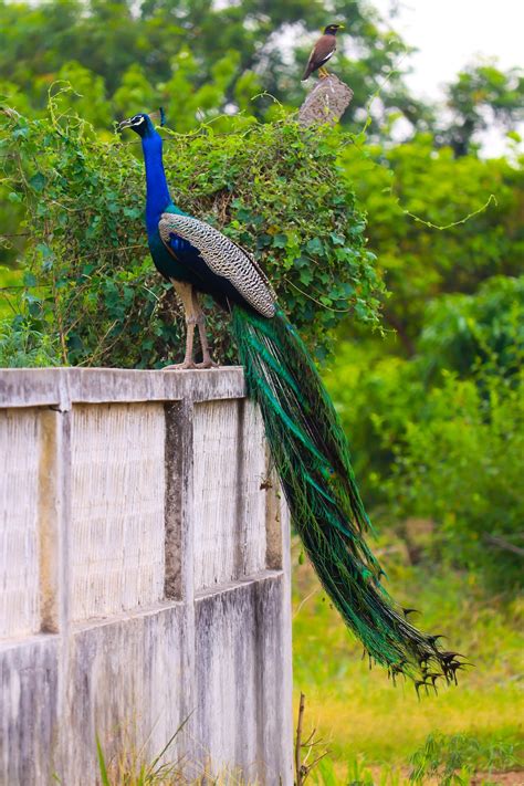 A Peacock Standing On A Fence Photo Free Bird Image On Unsplash