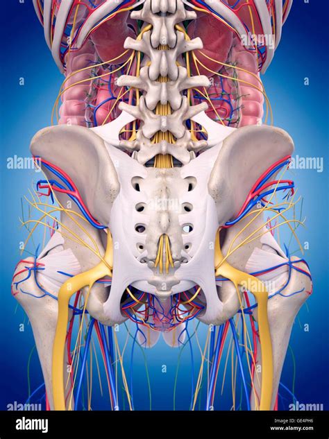 Nerfs De La Hanche Banque De Photographies Et Dimages Haute