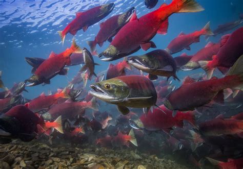 photograph  salmon run nature ttl