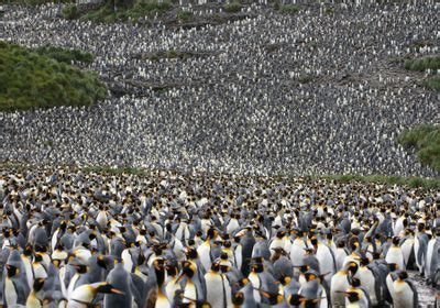 Largest King Penguin Colony Population Has Declined Drastically | The ...