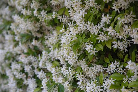 Star Jasmine For Sale Buying And Growing Guide