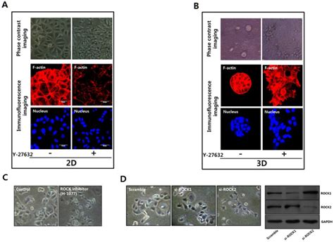 A Mcf 7 Cells Were Seeded On Tissue Culture Plates For Culturing On Download Scientific