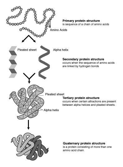 Enzymes Structure