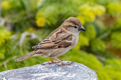 6 Fakta Unik Burung Gereja, Salah Satunya Mampu Terbang dengan Sangat ...