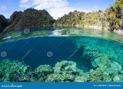 scenic coral reef  raja ampat indonesia stock photo image