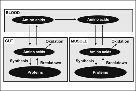 Update On Maximal Anabolic Response To Dietary Protein Clinical Nutrition