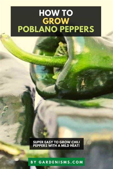 How To Grow Poblano Peppers Care Sheet Gardenisms