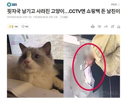 고양이가 사라졌다방 안엔 깨진 거울·핏자국 범인 잡고보니 남자친구 인스티즈instiz 이슈 카테고리