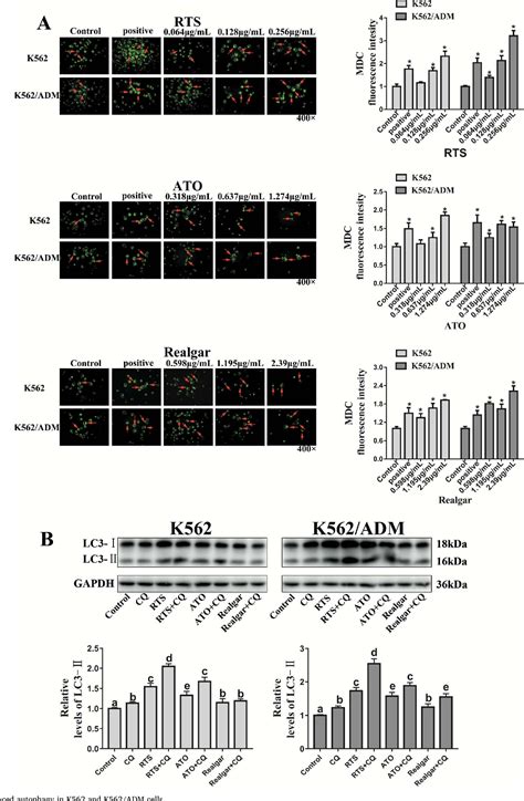 Figure From Autophagy Enhanced Antitumor Effect In K And K Adm