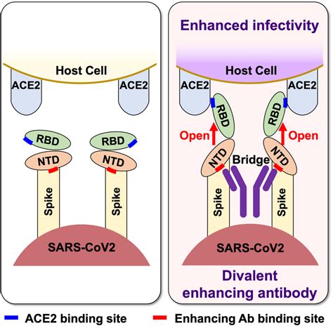 Antibodies That Enhance The Sars Cov 2 Infection Arase Lab In Cell