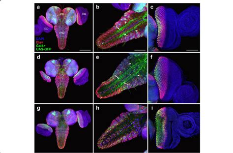 Comparison Of Gfp Expression Patterns Elicited By The Elav Gal Drivers