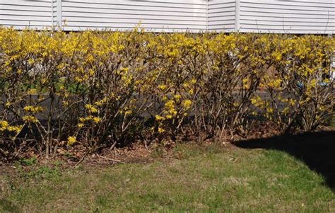 How to Prune Forsythia - The Complete Pruning Guide