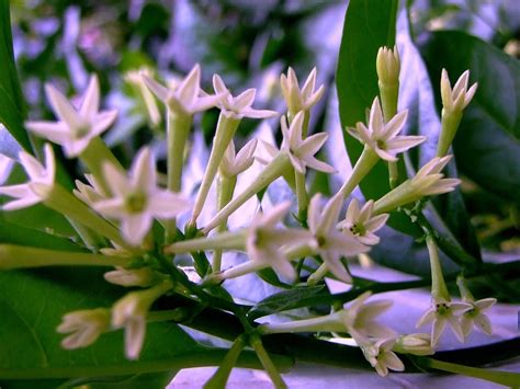 Dama Da Noite Cheiro - Dama-da-noite: como cultivar a flor com perfume exuberante
