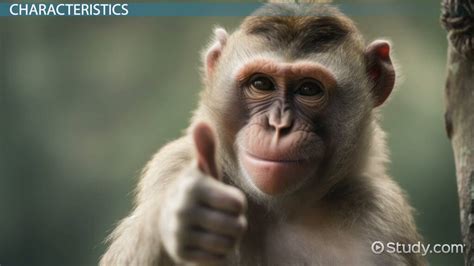 Old World Monkeys | Overview, List & Characteristics - Lesson | Study.com