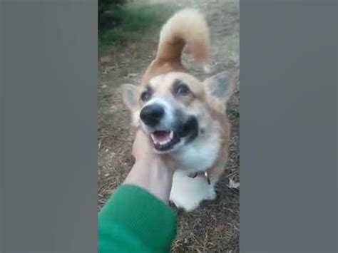 Коргі Торі доброго ранку, солодка булочка! #corgi #ukraine #коргіторі # ...